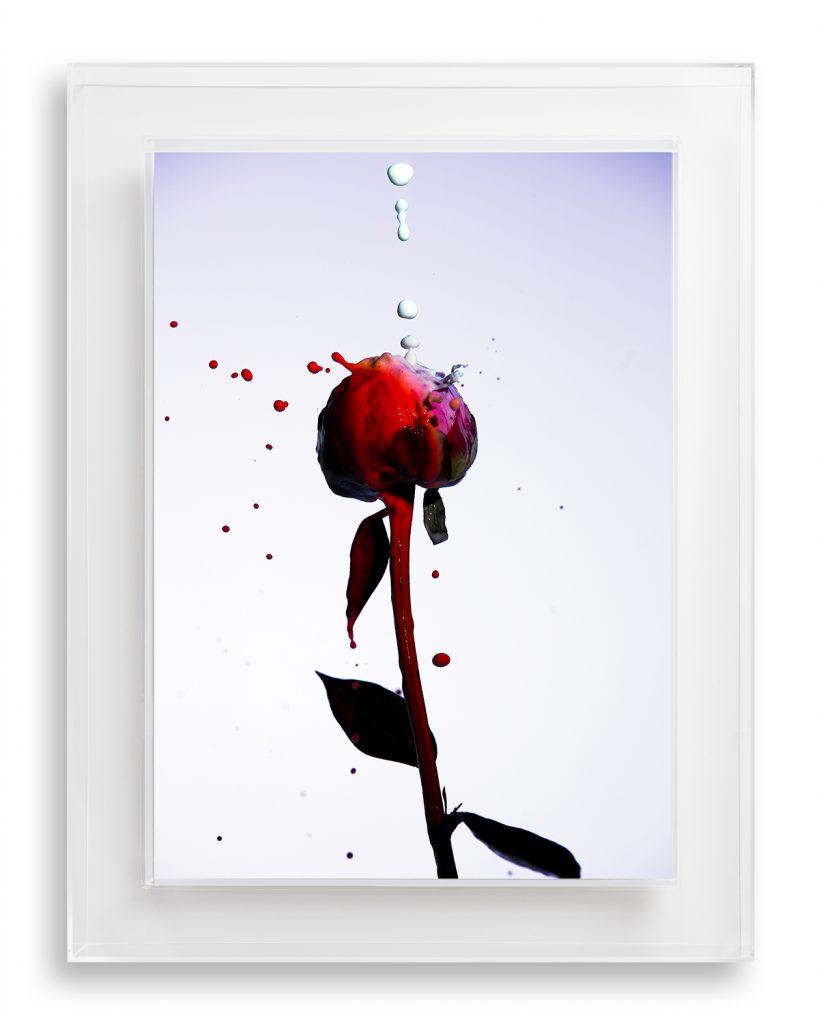 MIMI ANTOLOVIC Drip