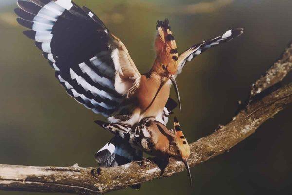 Oddelek za mlade bralce: Fotografska razstava Natura 2000 in Divja Slovenija: Narava povezuje